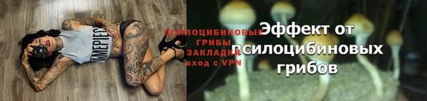 ПСИЛОЦИБИНОВЫЕ ГРИБЫ Белокуриха